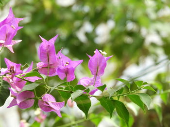 Close-up of pink flowering plant leaves