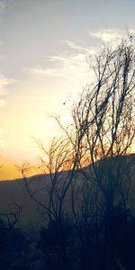 Silhouette bare tree against orange sky