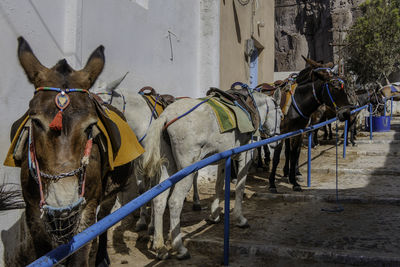 Santorini, greece, may 4, 2024. donkeys with the greek eye on the forehead in the port of fira.