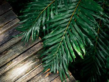 Close-up of leaves