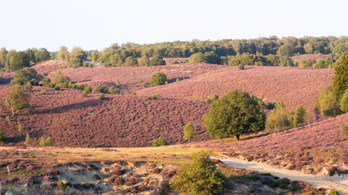 Scenic view of landscape against clear sky