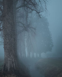 Bare trees in foggy weather