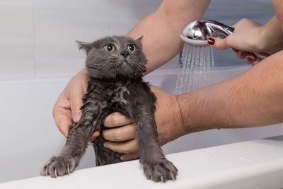 Cropped hands of woman assisting man in bathing kitten at home
