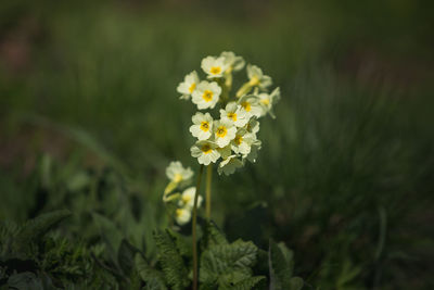 Close-up of yellow flowering plant on field