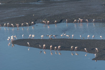 Birds in lake