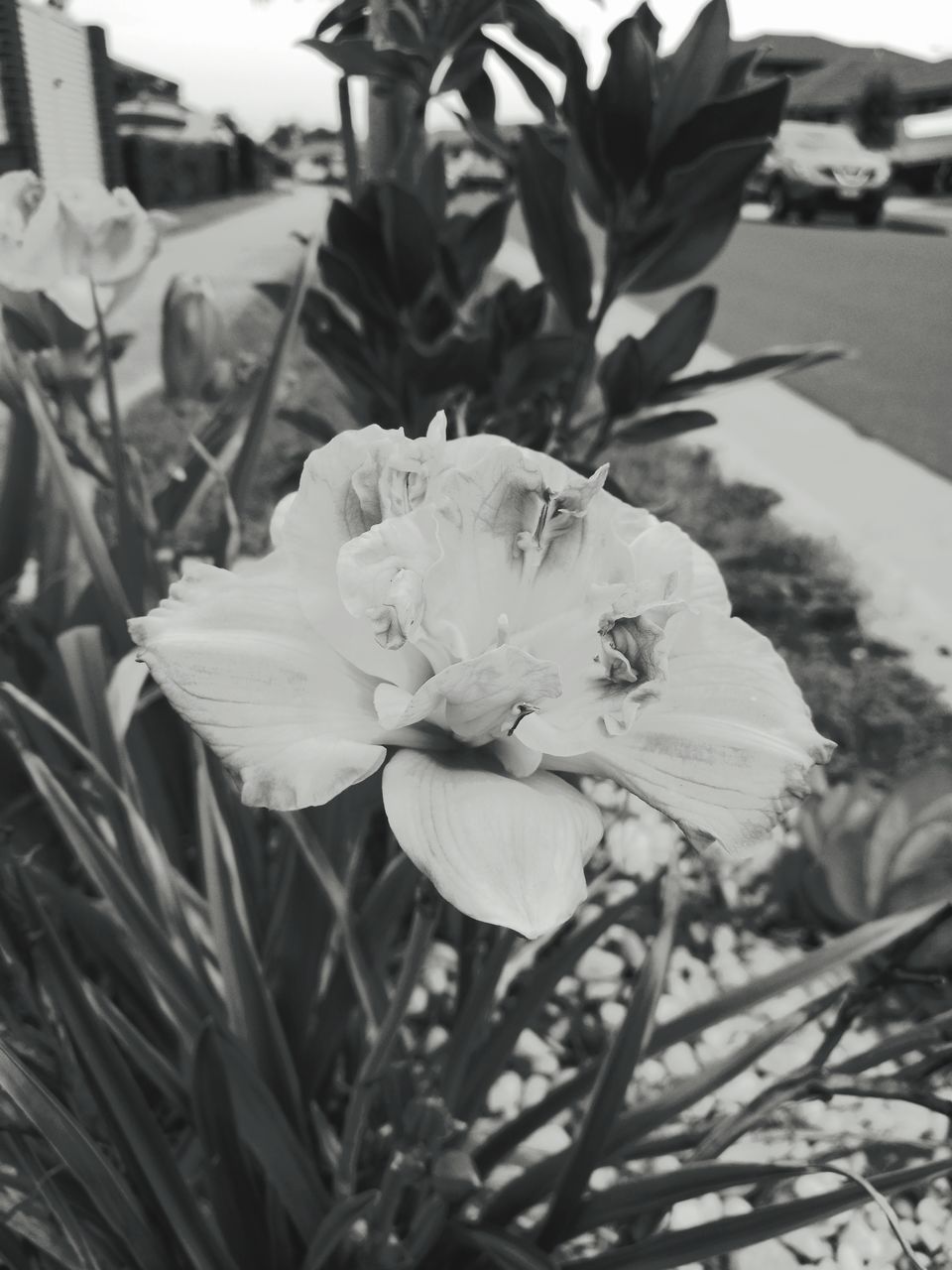 CLOSE-UP OF WHITE FLOWER