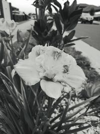 Close-up of white rose flower