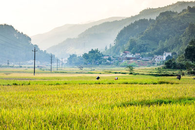 Scenic view of agricultural field against mountains