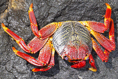Close-up of crab on sea
