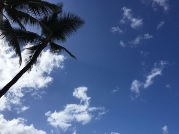 Low angle view of coconut palm tree against blue sky