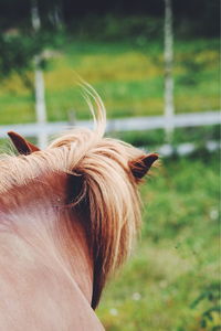 Close-up of horse on field