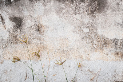 High angle view of plants growing on wall