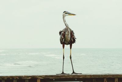 Bird on beach against clear sky