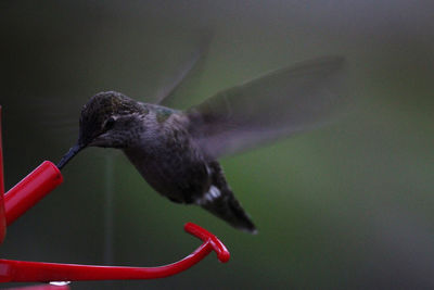 Close-up of a bird flying