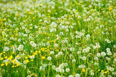 White flowering plants on field