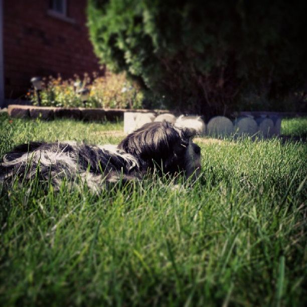 grass, animal themes, one animal, domestic animals, mammal, field, grassy, pets, selective focus, dog, green color, relaxation, wildlife, side view, nature, animals in the wild, outdoors, full length, day, sitting