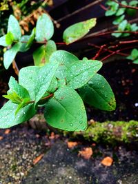 Close-up of water drops on leaf