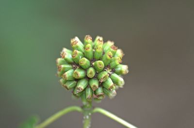 Close-up of flower buds growing on plant