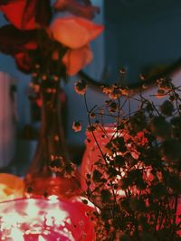 Close-up of red flowering plant