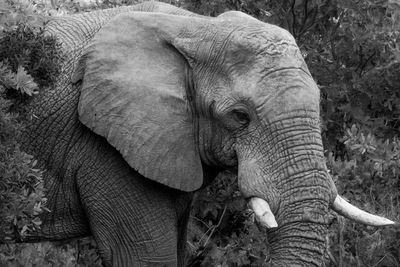indian elephant
