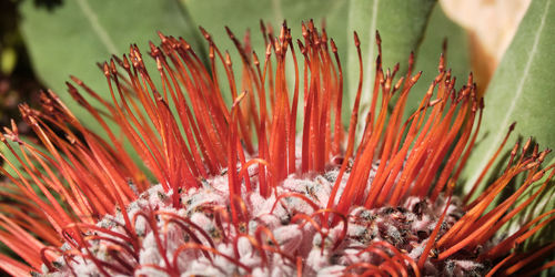Close-up of red flowering banksia plant