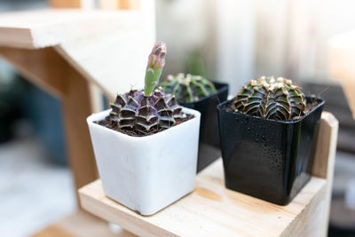 High angle view of succulent plant on table