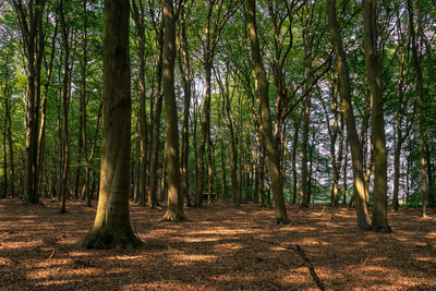 Trees growing in forest