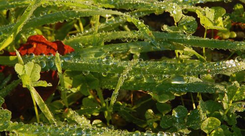 Close-up of wet leaves