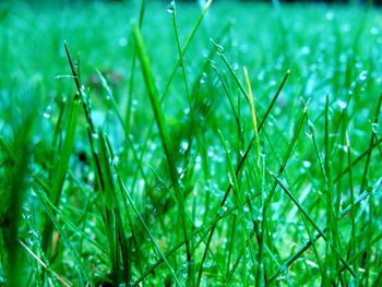 Close-up of wet spider web on plant