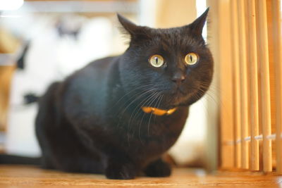 pet