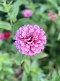 Close-up of pink flower
