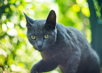 Close-up portrait of a cat