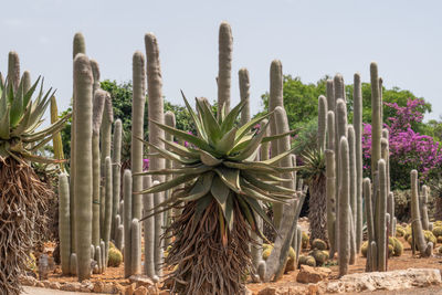 Close-up of plants against sky