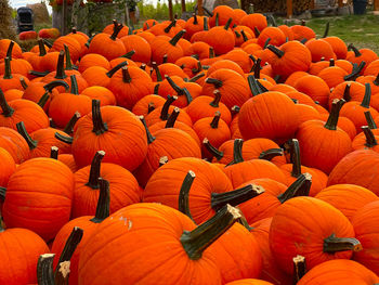 High angle view of pumpkins on field