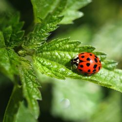 Close-up of ladybug on leaf