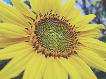 Close-up of sunflower