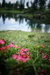 Close-up of pink flowering plants on field