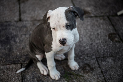 Close-up portrait of dog