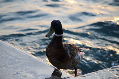 Close-up of duck on the lake