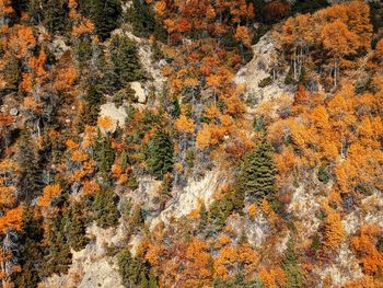 Full frame shot of tree