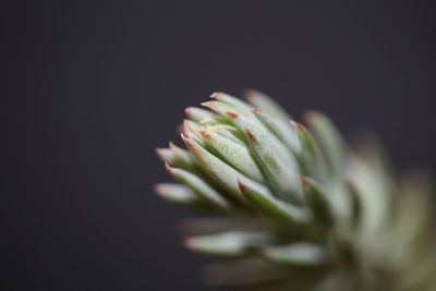 Close-up of plant