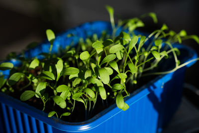 Close-up of potted plant