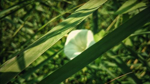 Close-up of fresh green grass