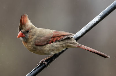 Plume on the perch