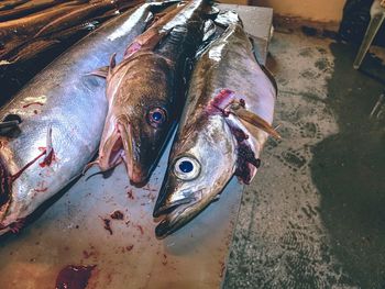 Fishmonger table with fresh fishes. scales and bloody water.  death fish with open mouth and wet eye