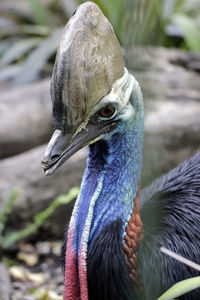 Close-up of a bird