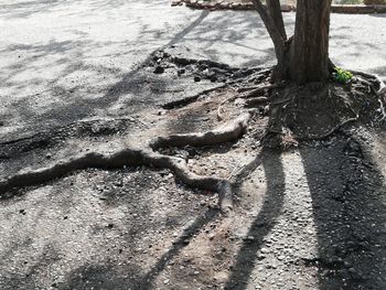 High angle view of shadow on tree trunk on field
