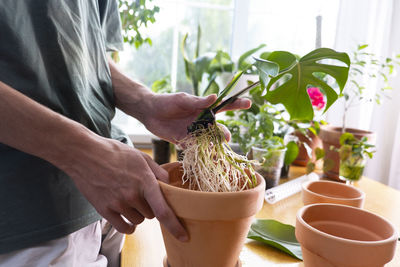 A young man holding monstera deliciosa, swiss cheese roots, sprouts to sort preparing to put in clay