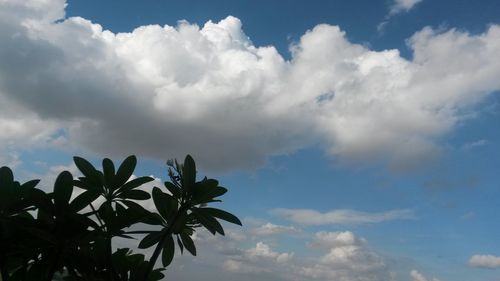 Low angle view of trees against sky