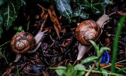 Close-up of snail on land